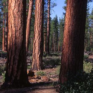 Forest Service, Culture, and Community