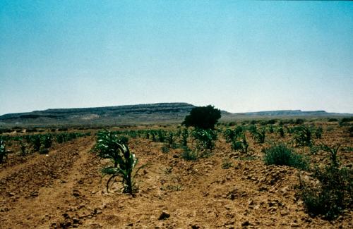 Photo by Donelle Blubaugh, courtesy Ralph Rinzler Folklife Archives and Collections, Smithsonian Institution