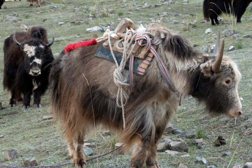 གཡག།མཚོ་སྔོན་ཞིང་ཆེན།