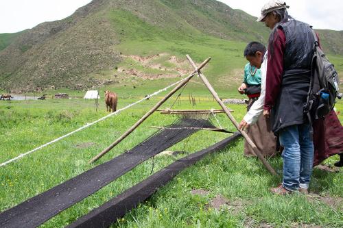མཚོ་སྔོན་ཞིང་ཆེན་ན་འཐག་ཐགས་བཞིན་པ།