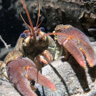 Visió frontal d’un cranc de potes blanques. Foto cortesia de Fernando Loras