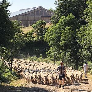 Paratge, Amistat, e Formatge: Sharing Heritage on an Occitan Sheep Farm