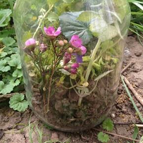 Step 4: Water your rainforest and put the lid on the jar. Place it somewhere in your house that receives sunlight.
