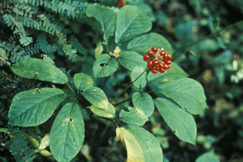 American ginseng (Panax quinquefolius)