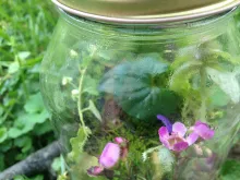 Young students can learn how to make a rainforest in a jar to learn about the Amazon and the earth’s water cycle.