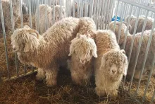 Three stout, white, long-haired goats in the corner of a pen.