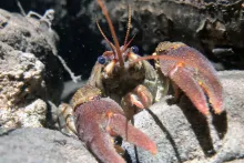 white-clawed crayfish