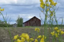 Two decrepit wooden barns in a field, framed by yellow-flowering plants in the foreground.
