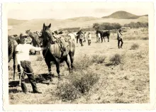Hawaiian cowboys