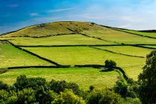Dry-stone walls line the hills and sheep pastures in Derbyshire, England. Photo by Roland Keates